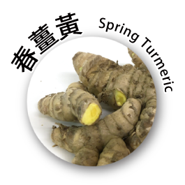 春薑黃 